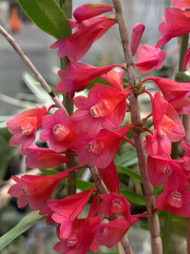 デンドロビウム アペルタム Dendrobium apertum | nakato-orchids