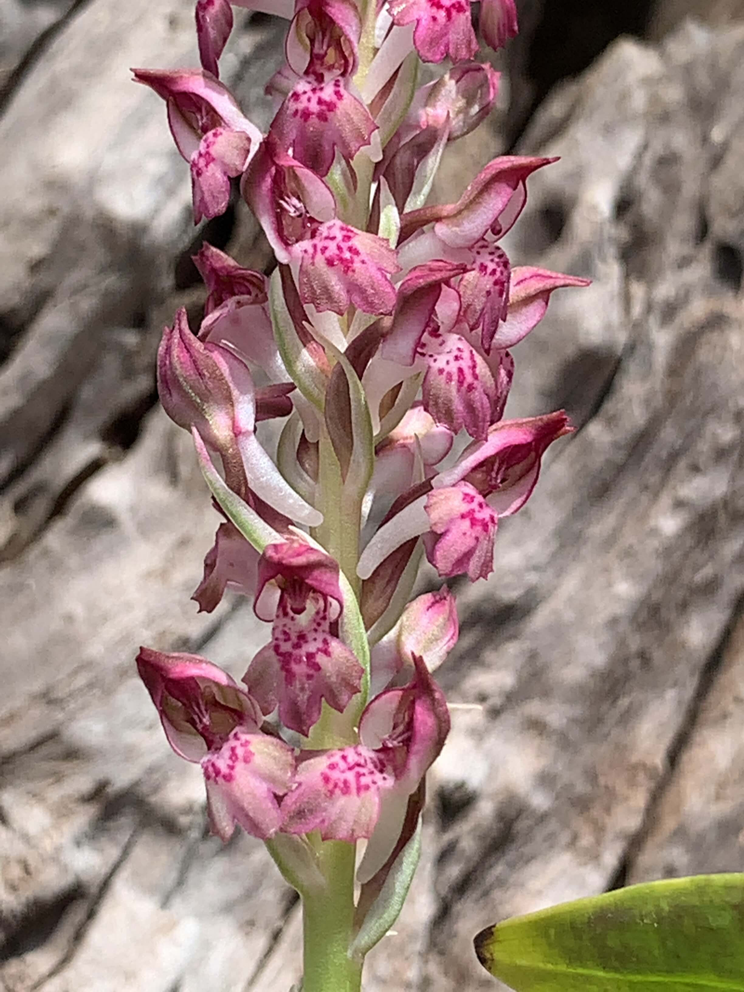 Orchis fragrans,洋蘭,洋ラン,洋らん,育て方,植物,販売,通販,花言葉,芸能人,Orchid,กล้วยไม้,Orchidée,ボタニカル,花屋,Orquídea,インスタグラム,Instagram,Twitter,イベント,フェア