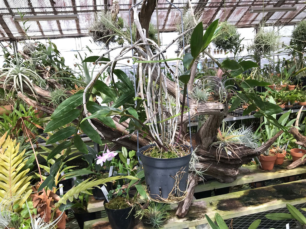 サムネイル： Dendrobium cumulatum,洋蘭,洋ラン,洋らん,育て方,種類,販売,通販,花言葉,Orchids,flower,熱帯魚,アクア,多肉植物,癒し,ゲーム,アプリ,趣味の園芸,旅行,plants,インテリア,Wiki,ebay,