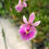 サムネイル： Epidendrum calanthum(Pink Type×fma. album),洋蘭,洋ラン,洋らん,育て方,種類,販売,通販,花言葉,インテリア,の種類写真,山野草,多肉植物,園芸,植物,動物,生物,Orchid,yahoo,facebook