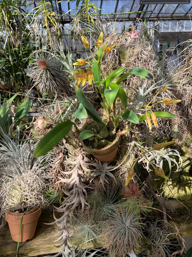 バルボフィラム 不明種 805 Bulbophyllum sp.805（ベトナム産