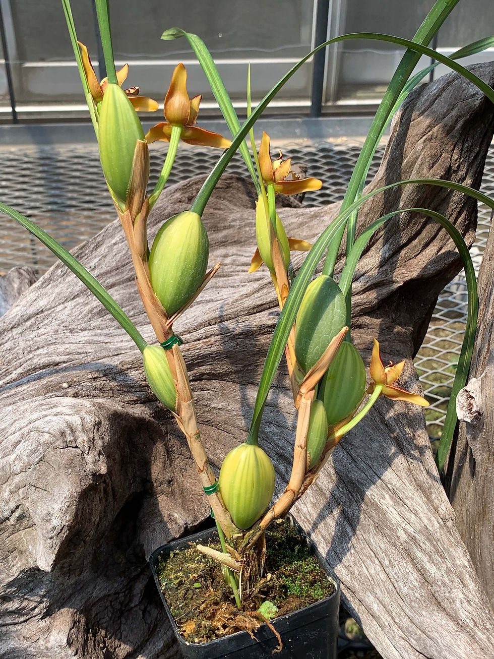 サムネイル： Maxillaria tenuifolia,洋蘭,洋ラン,洋らん,育て方,種類,販売,通販,蘭友会,全日本蘭協会,ツイッター,BORDER BREAK,ボーダーブレイク,インスタグラム,Instagram,Twitter,イベント,フェア,東京,福岡