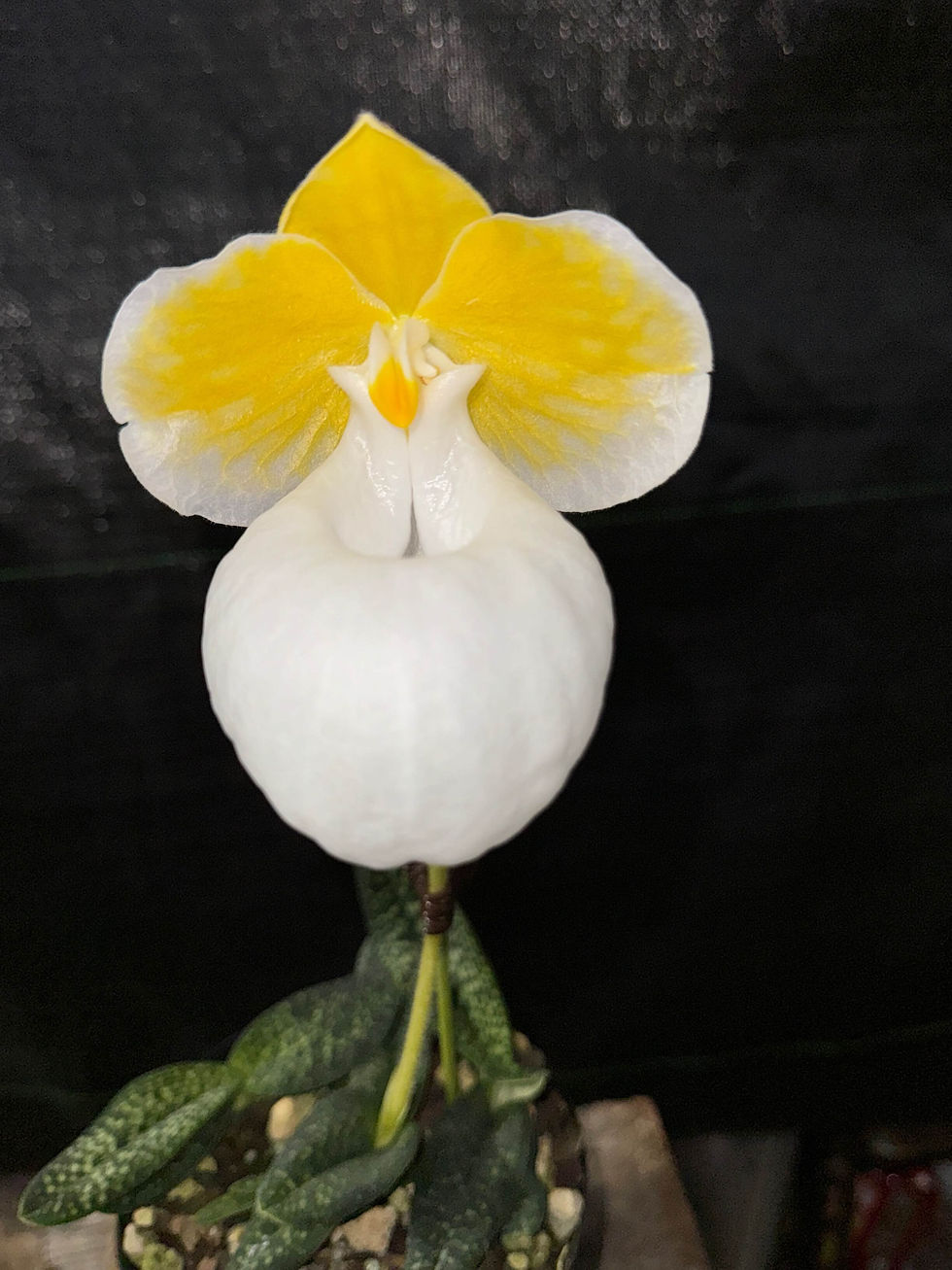 サムネイル： Paphiopedilum micranthum fma. alba,洋蘭,洋ラン,洋らん,育て方,植物,販売,通販,花言葉,芸能人,Orchid,กล้วยไม้,Orchidée,ツイッター,花屋,Orquídea,インスタグラム,Instagr