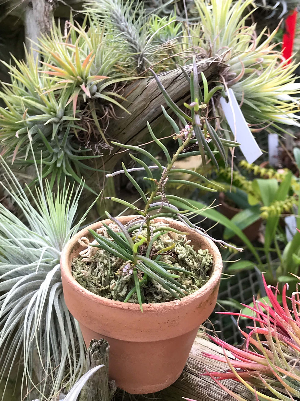 Schoenorchis micrantha,洋蘭,洋ラン,洋らん,育て方,種類,販売,通販,花言葉,インテリア,の種類写真,山野草,多肉植物,園芸,植物,動物,生物,Orchid,yahoo,facebook,amazon,楽天,Youtube,ニ