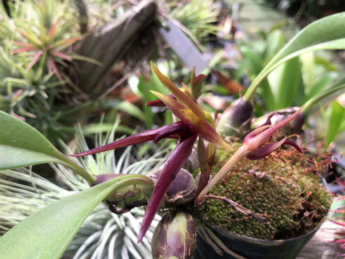 バルボフィラム レイシアナム Bulbophyllum leysianum | nakato-orchids