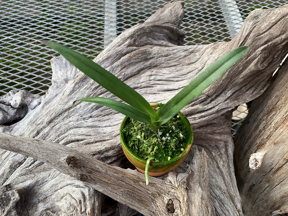 サムネイル： Dimorphorchis lowii,洋蘭,洋ラン,洋らん,育て方,植物,販売,通販,花言葉,芸能人,Orchid,珍奇植物,全日本蘭協会,ツイッター,花屋,ボーダーブレイク,インスタグラム,Instagram,Twitter,イベント,フェア,東