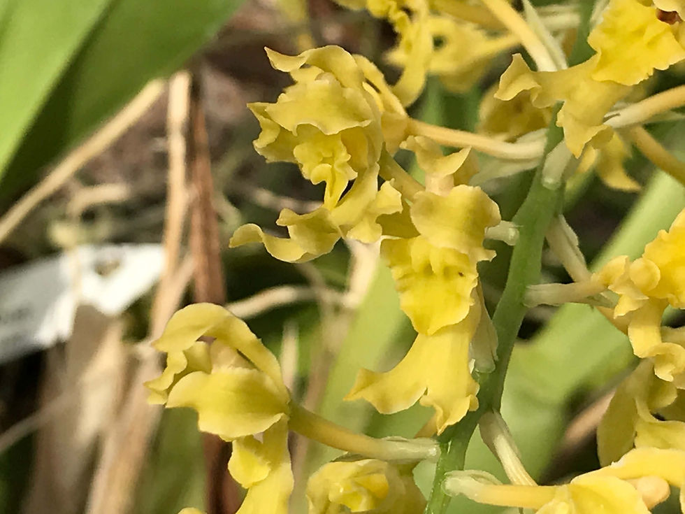 Gomesa crispa,洋蘭,洋ラン,洋らん,育て方,種類,販売,通販,花言葉,シンビジウム,の種類写真,山野草,多肉植物,エアープランツ,植物,動物,生物,Orchid,yahoo,facebook,amazon,楽天,Youtube,ニュース