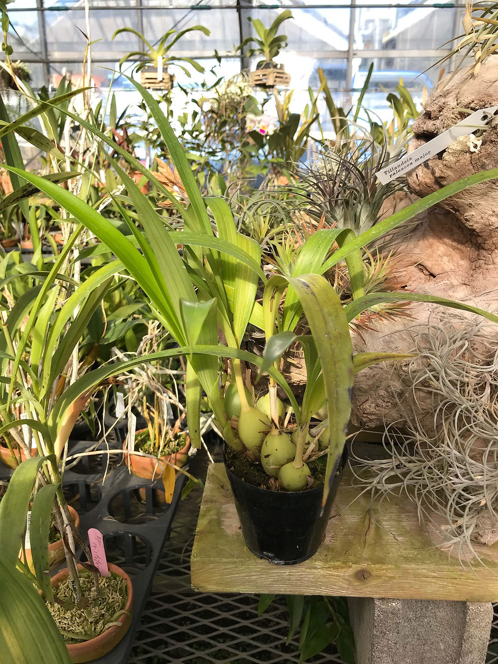 サムネイル： Bothriochilus bellus,洋蘭,洋ラン,洋らん,育て方,種類,販売,通販,花言葉,シンビジウム,の種類写真,山野草,多肉植物,エアープランツ,植物,動物,生物,Orchid,yahoo,facebook,amazon,楽天,Youtu