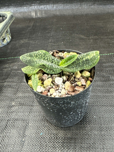 パフェオペディラム ミクランサム アルバ 中の大株 Paphiopedilum