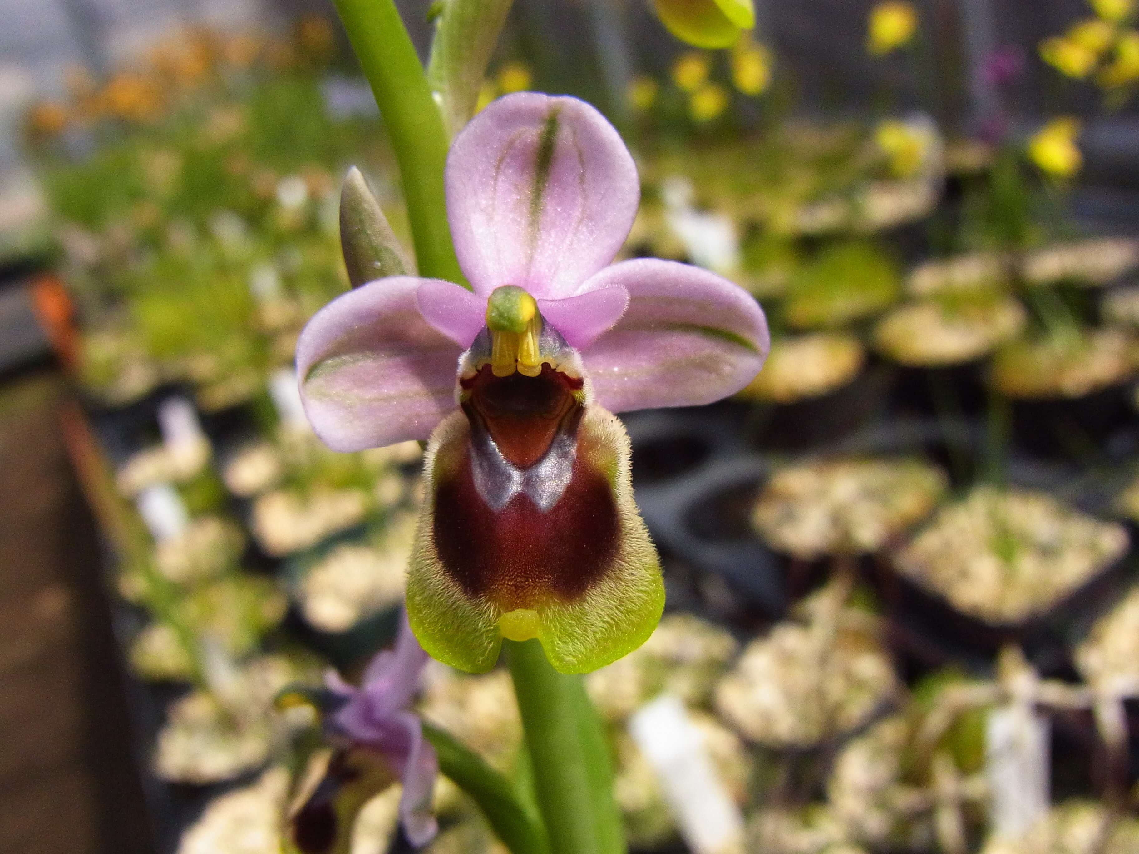 Ophrys tenthredinifera var. tenthredinifera,洋蘭,洋ラン,洋らん,育て方,種類,販売,通販,花言葉,シンビジウム,の種類写真,山野草,多肉植物,エアープランツ,植物,動物,生物,Orchid,yahoo,f