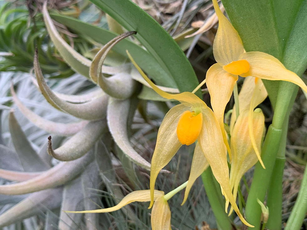 サムネイル： Bulbophyllum ankylochele,洋蘭,洋ラン,洋らん,育て方,種類,販売,通販,熱帯植物,BORDER BREAK,Orchid,マツコ,ボタピー,東京,花屋,ボーダーブレイク,世界らん展,東京ドーム