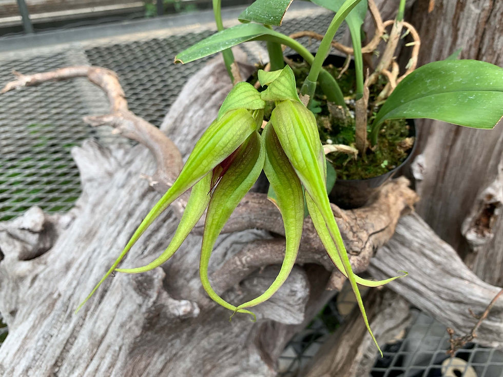サムネイル： Bulbophyllum sp. Mindanao,洋蘭,洋ラン,洋らん,育て方,種類,販売,通販,蘭友会,全日本蘭協会,ツイッター,BORDER BREAK,ボーダーブレイク,インスタグラム,Instagram,Twitter,イベント,フェア,東