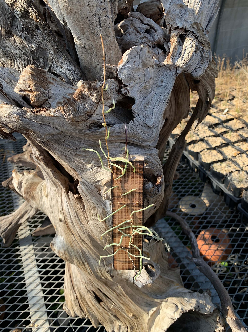 Microcoelia cornuta,洋蘭,洋ラン,洋らん,育て方,植物,販売,通販,花言葉,人気,Orchid,กล้วยไม้,Orchidée,China, America,Asia,EU,USA,Euro,flower,Shop,sell,