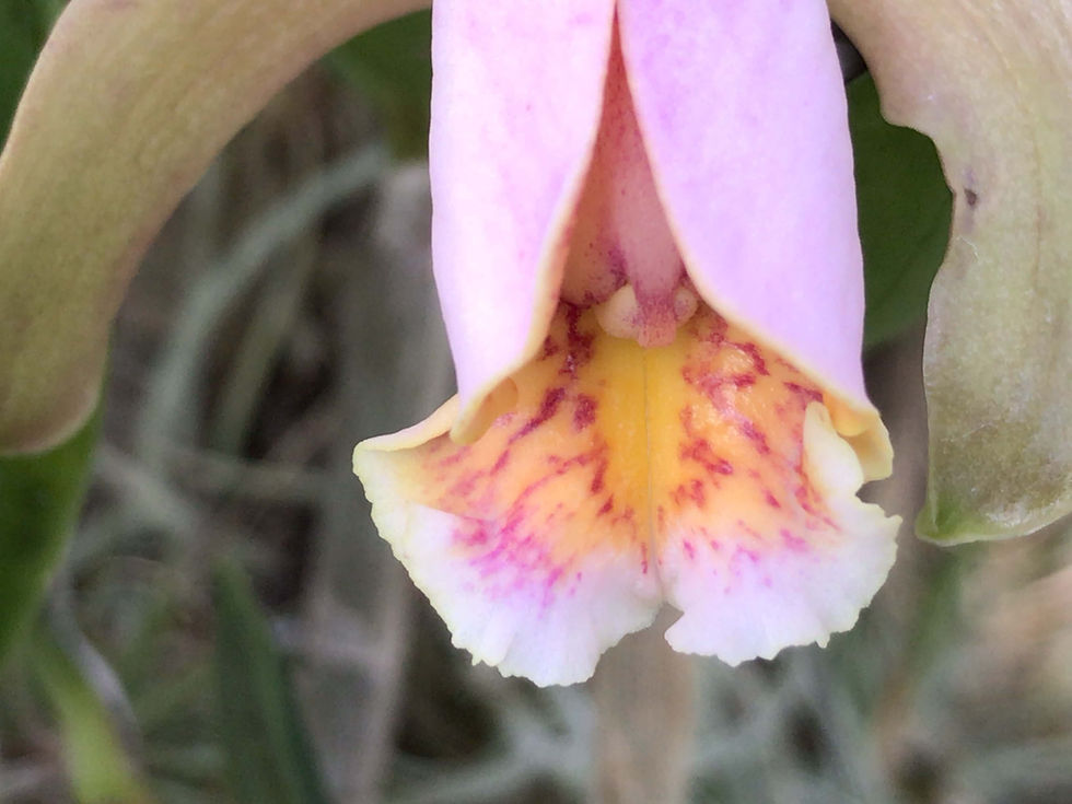 サムネイル： Cattleya forbesii,洋蘭,洋ラン,洋らん,育て方,種類,販売,通販,花言葉,Orchids,flower,熱帯魚,アクア,多肉植物,癒し,ゲーム,アプリ,趣味の園芸,旅行,plants,インテリア,Wiki,ebay,