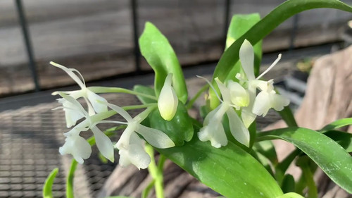 エピデンドラム ディフォルメ'ホワイト' Epidendrum difforme`White