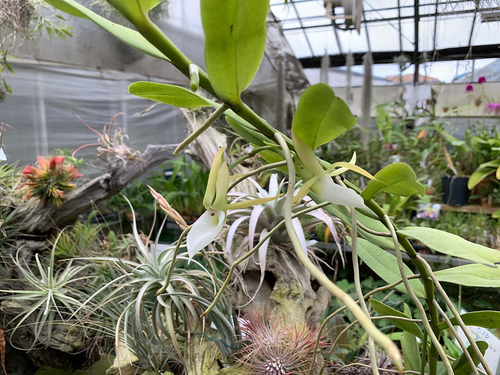 サムネイル： Angraecum birrimense,洋蘭,洋ラン,洋らん,育て方,種類,販売,通販,Shop,sell,plant,Orchids,News,Africa,China, America,Asia,EU,USA,Euro,flower,Thail