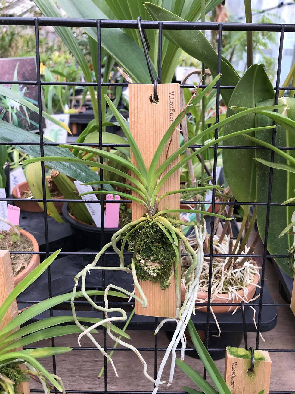 サムネイル： Vanda Lou Sneary,洋蘭,洋ラン,洋らん,育て方,種類,販売,通販,花言葉,シンビジウム,の種類写真,山野草,多肉植物,エアープランツ,植物,動物,生物,Orchid,yahoo,facebook,amazon,楽天,Youtube,ニ