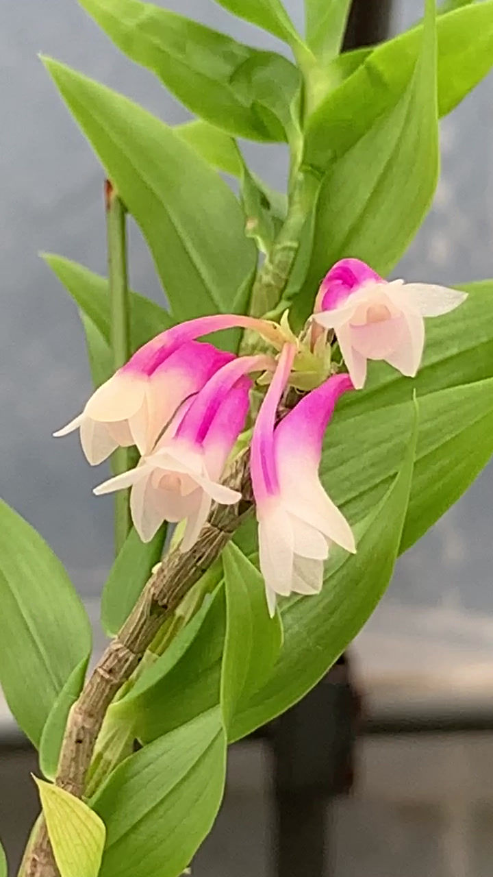 サムネイル： Dendrobium lawesii fma. bicolor Pink,洋蘭,洋ラン,洋らん,育て方,種類,販売,通販,蘭友会,全日本蘭協会,ツイッター,BORDER BREAK,ボーダーブレイク,インスタグラム,Instagram,Twitter