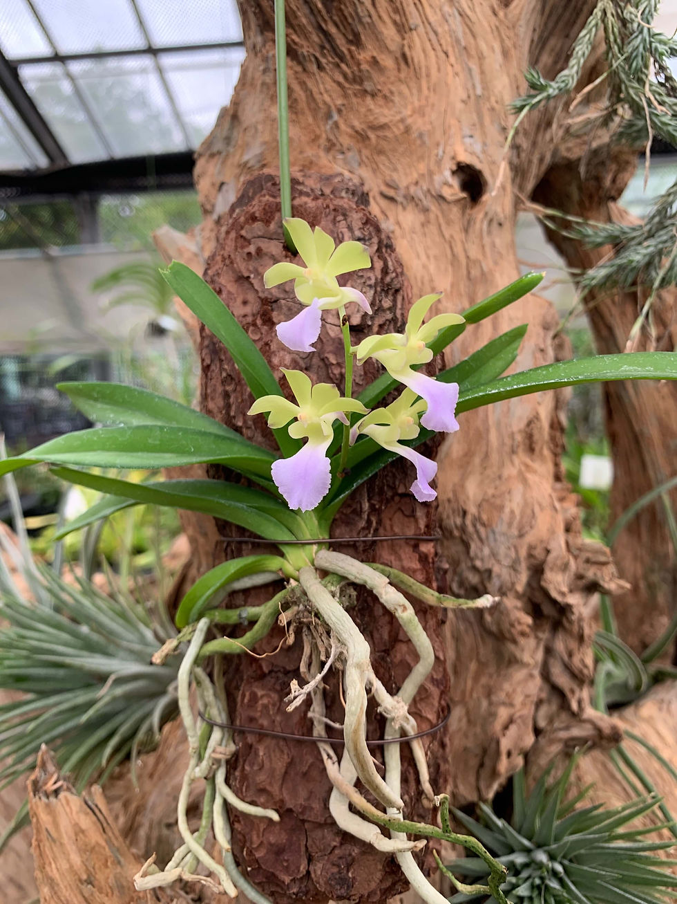 サムネイル： Vanda Kedah Bella (coelestis×vietnamica),洋蘭,洋ラン,洋らん,育て方,種類,販売,通販,熱帯植物,BORDER BREAK,Orchid,マツコ,ボタピー,東京,花屋,ボーダーブレイク,NHK,BRUTUS,