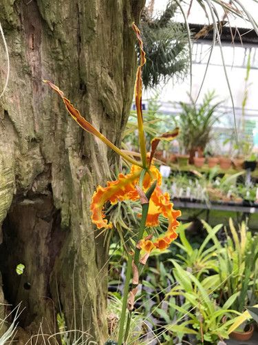 サイコプシス カリヒー Psychopsis Kalihi | nakato-orchids