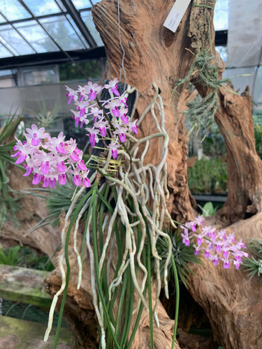 セイデンファデニア ミトラタ Seidenfadenia mitrata プラ木目板