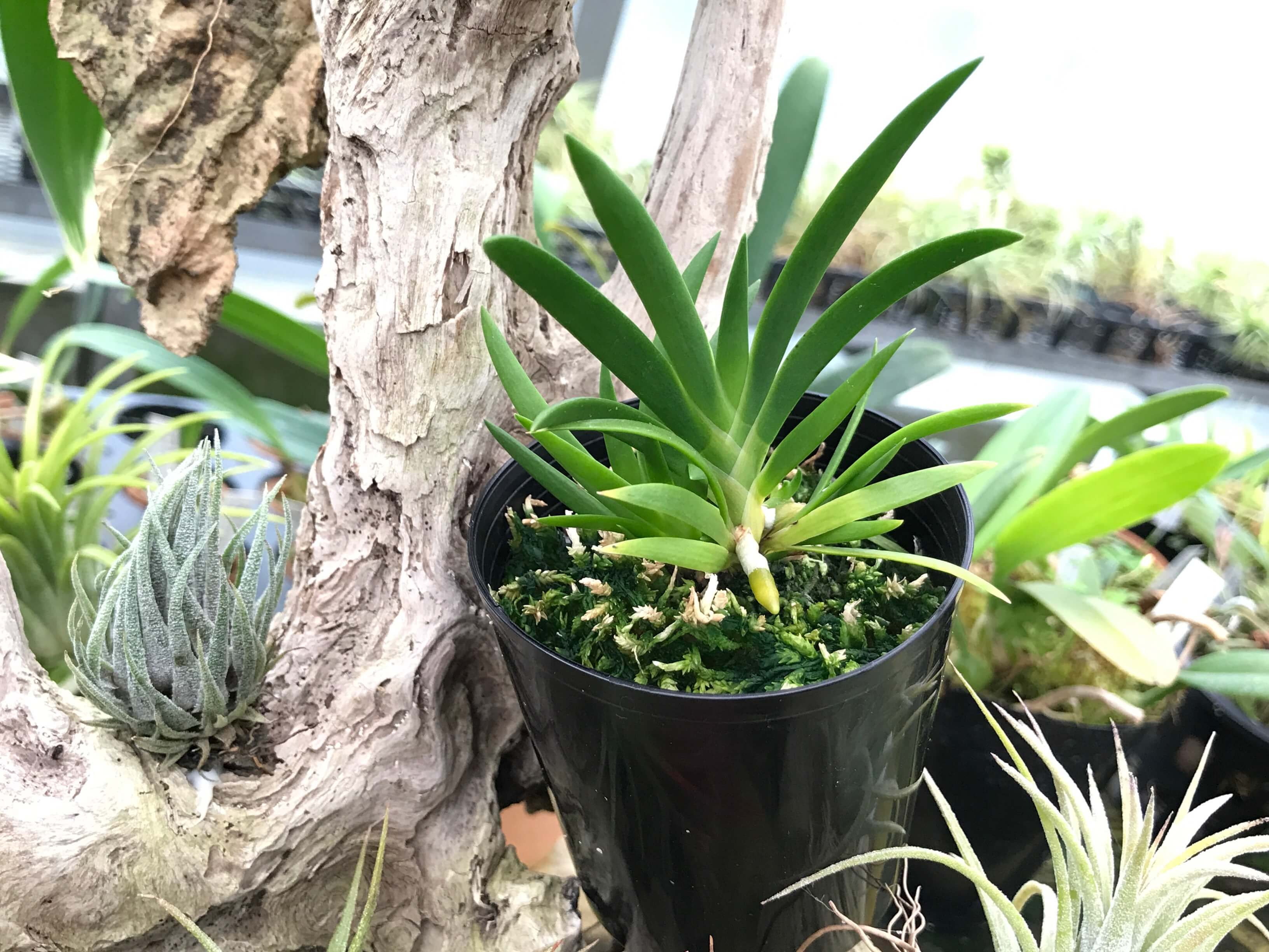 52 Off 観葉植物 洋ラン ポダンギス ダクティロセラス 2 5 3号 1ポット 52 Off 観葉植物 洋ラン ポダンギス ダクティロセラス 2 5 3号 1ポット