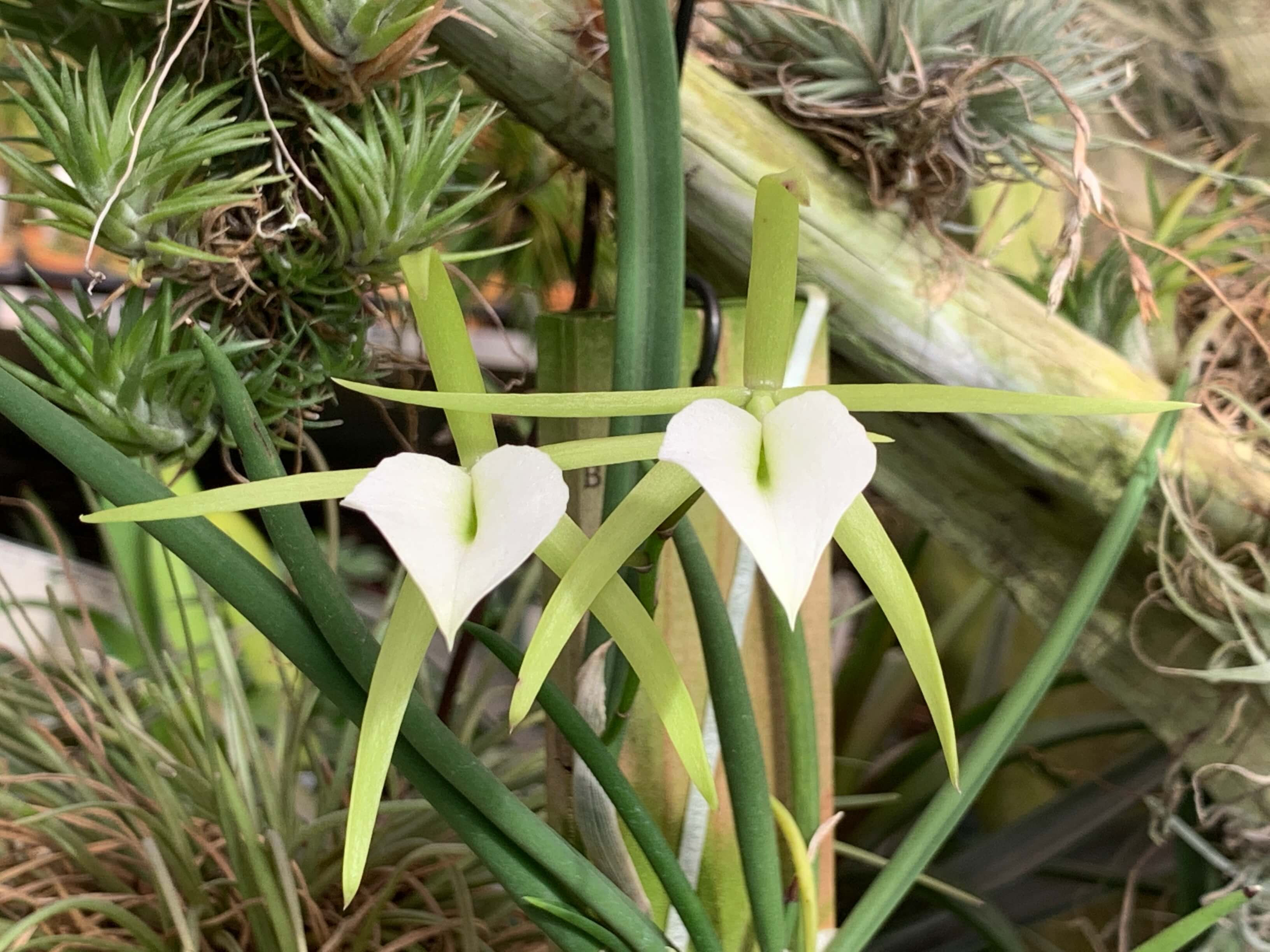 Brassavola Little Star ,洋蘭,洋ラン,洋らん,販売,通販,埼玉県,千葉県,東京都,神奈川県,新潟県,富山県,石川県,福井県,山梨県,長野県,Orchids,flower