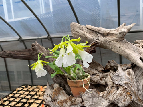 プロステチア マリエ 'ナカトウ' Prosthechea( Encyclia ) mariae