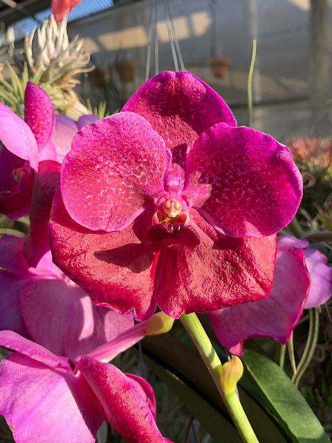 バンダ ファンタスティック Vanda Fantastic Fanfare | nakato-orchids