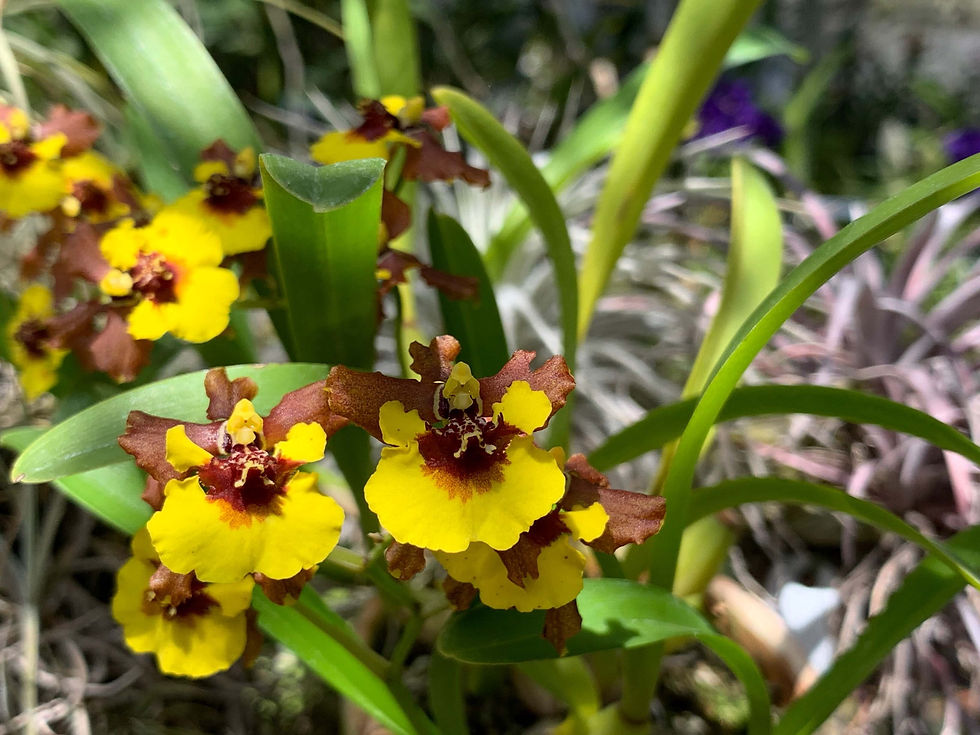 サムネイル： Gomesa croesus(Oncidium croesus),洋蘭,洋ラン,洋らん,育て方,植物,販売,通販,花言葉,人気,Orchid,กล้วยไม้,Orchidée,China, America,Asia,EU,USA,Euro,flow