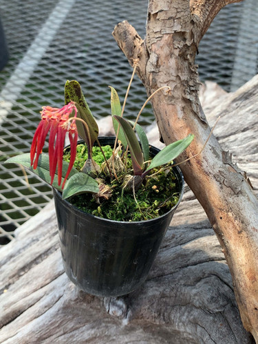 バルボフィラム 不明種 ベトナム産 Bulbophyllum sp. ベトナム産