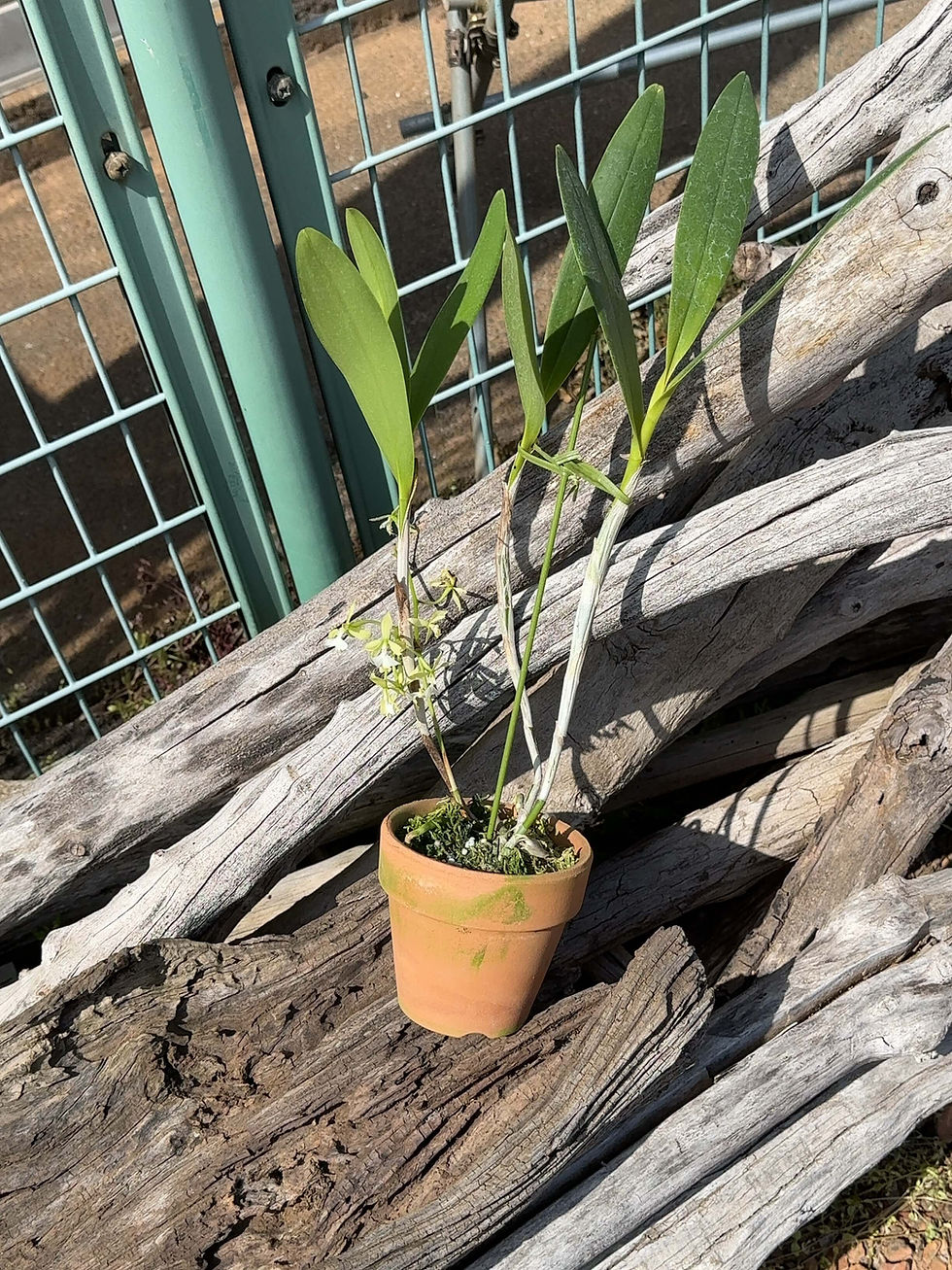 サムネイル： Epidendrum tanfordianum alba,洋蘭,洋ラン,洋らん,育て方,植物,販売,通販,花言葉,芸能人,Orchid,กล้วยไม้,Orchidée,ボタニカル,花屋,Orquídea,インスタグラム,Instagram,Twi