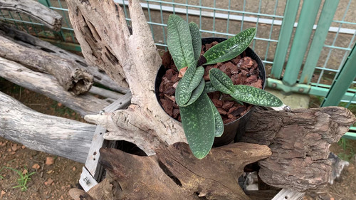 パフェオペディラム ミクランサム N-50 Paphiopedilum micranthum N-50