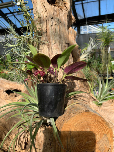 ズートロフィオン アロプルレウム Zootrophion atropurpureum | nakato