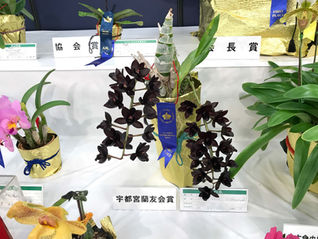 サンシャインシティー　世界のらん展2018 会場の様子　Part 4