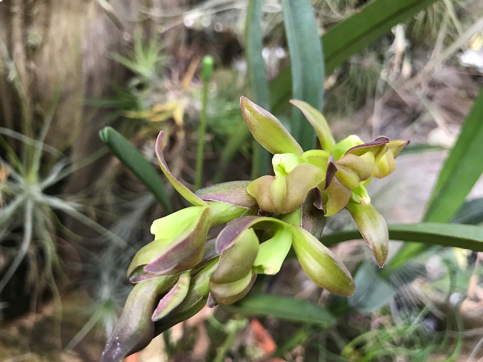 サムネイル： Epidendrum summerhaysii,洋蘭,洋ラン,洋らん,育て方,種類,販売,通販,花言葉,インテリア,の種類写真,BBC,google,ユニクロ,アルペン,ebay,BRUTUS,ブルータス,Wiki,Google,ヤフー,ボタピー