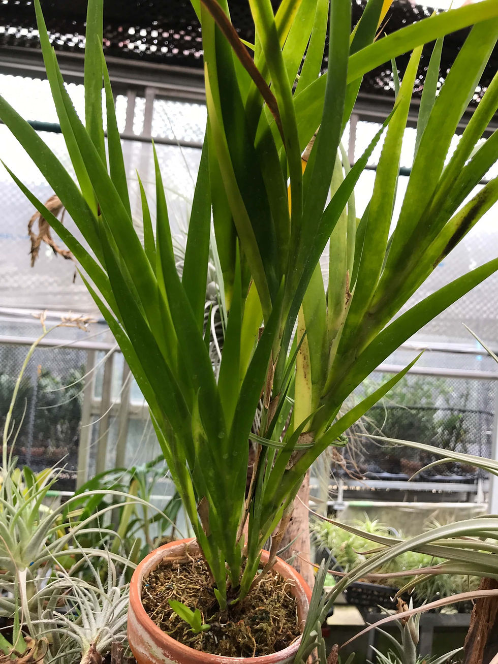 Jacquiniella equitantifolia,洋蘭,洋ラン,洋らん,育て方,種類,販売,通販,花言葉,Orchids,flower,熱帯魚,アクア,多肉植物,癒し,ゲーム,アプリ,趣味の園芸,旅行,plants,インテリア,Wiki,eba