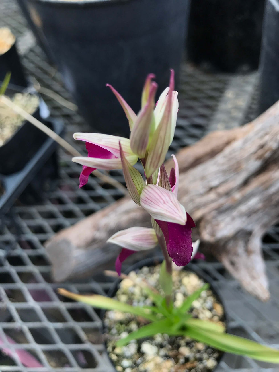 サムネイル： Cerapicamp Capitata,洋蘭,洋ラン,洋らん,育て方,種類,販売,通販,花言葉,インテリア,の種類写真,BBC,google,ユニクロ,アルペン,ebay,BRUTUS,ブルータス,無印,Wiki,Google,ヤフー,ライブドア