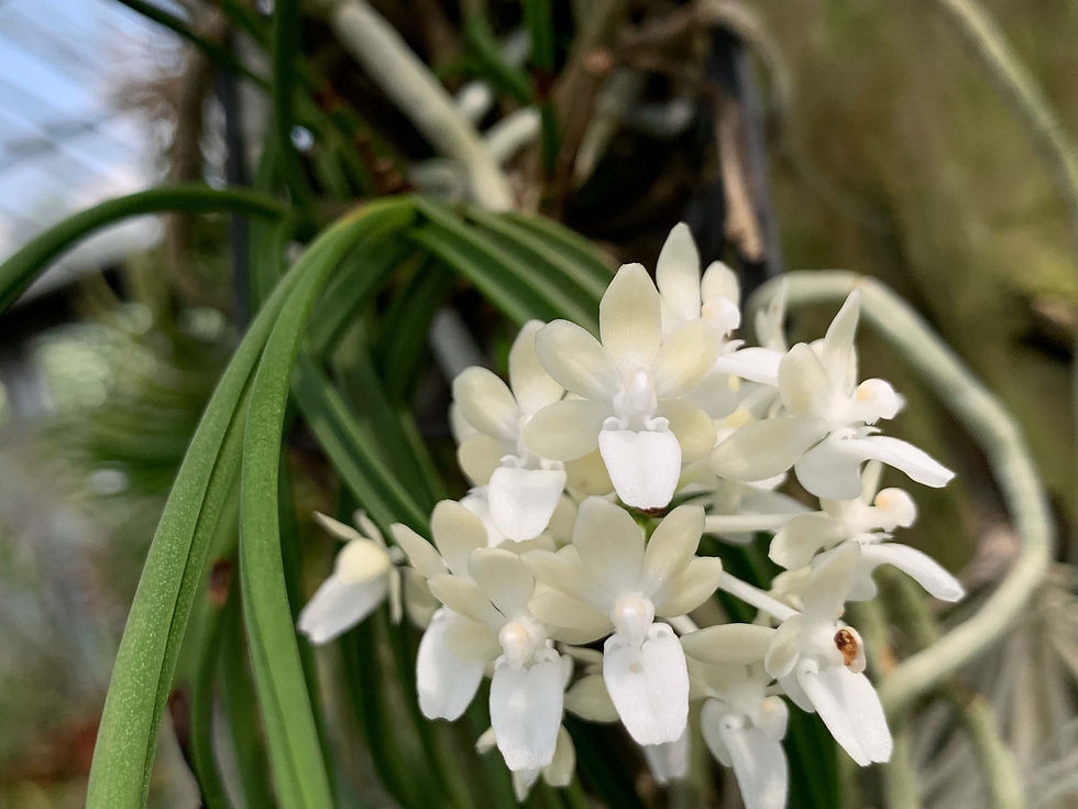 サムネイル： Seidenfadenia mitrata alba,洋蘭,洋ラン,洋らん,育て方,植物,販売,通販,花言葉,芸能人,Orchid,กล้วยไม้,Orchidée,ツイッター,花屋,Orquídea,インスタグラム,Instagram,Twitt
