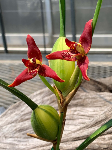 マキシラリア テヌイフォリア 斑入り Maxillaria tenuifolia 斑入り