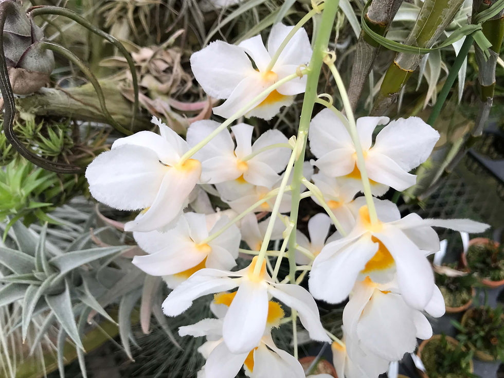 サムネイル： Dendrobium palpebrae,洋蘭,洋ラン,洋らん,育て方,種類,販売,通販,熱帯植物,BORDER BREAK,Orchid,マツコ,ボタピー,東京,花屋,ボーダーブレイク,NHK,BRUTUS,ブルータス,Wiki,Google