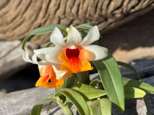 デンドロビューム ベラチュラム Dendrobium bellatulum | nakato-orchids