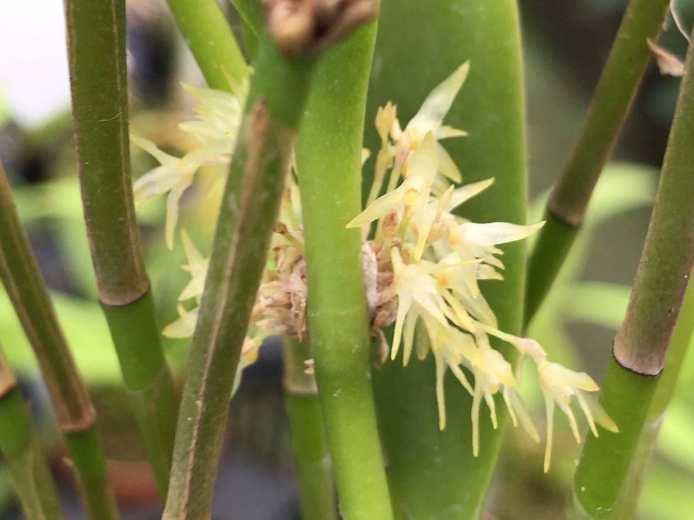 サムネイル： Octomeria crassifolia,洋蘭,洋ラン,洋らん,育て方,種類,販売,通販,花言葉,インテリア,の種類写真,BBC,google,ユニクロ,アルペン,ebay,BRUTUS,ブルータス,無印,Wiki,Google,ヤフー,ボタピー,