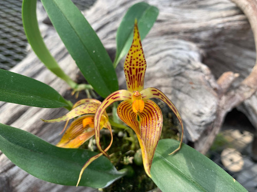 バルボフィラム 不明種 1113 ミンダナオ産 Bulbophyllum sp. 1113