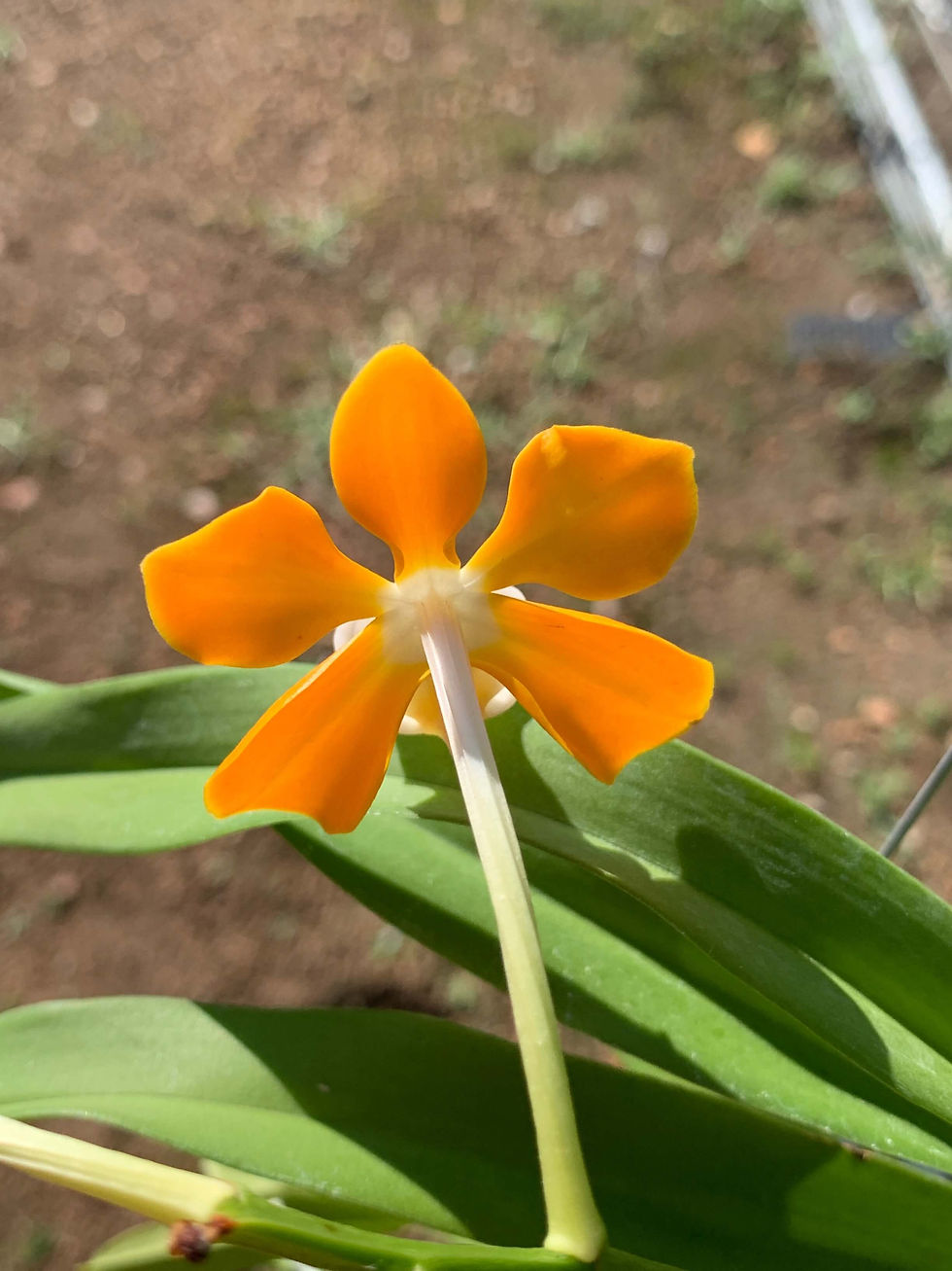 サムネイル： Vanda denisoniana(Orange),洋蘭,洋ラン,洋らん,育て方,植物,販売,通販,花言葉,人気,Orchid,กล้วยไม้,Orchidée,China, America,Asia,EU,USA,Euro,flower,Shop
