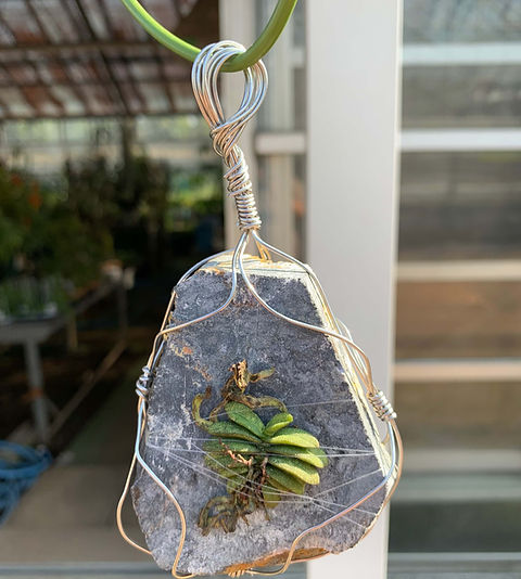 ショノルキス フレグランス フローライト着け Schoenorchis fragrans