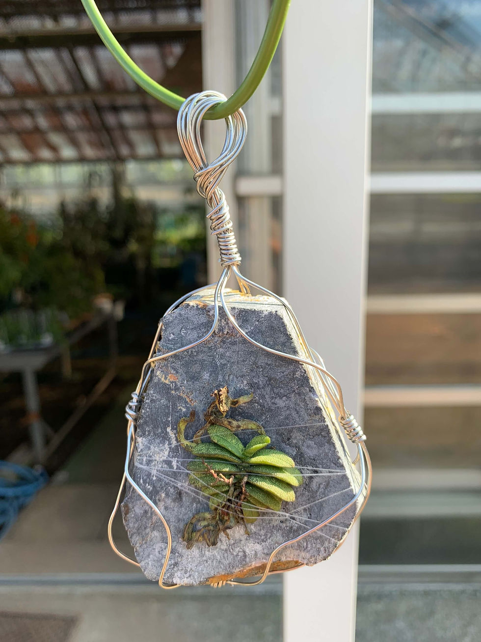 洋蘭,洋ラン,洋らん植物,宝石,原石,天然石,ミネラル,クラスター,塊根,Jewelry,Gem,Jewel,Cluster,Mineral,販売,通販,Shop,sell,多肉植物,山草,アクア,水草,熱帯魚,イベント,フェア,フローライト,蛍石