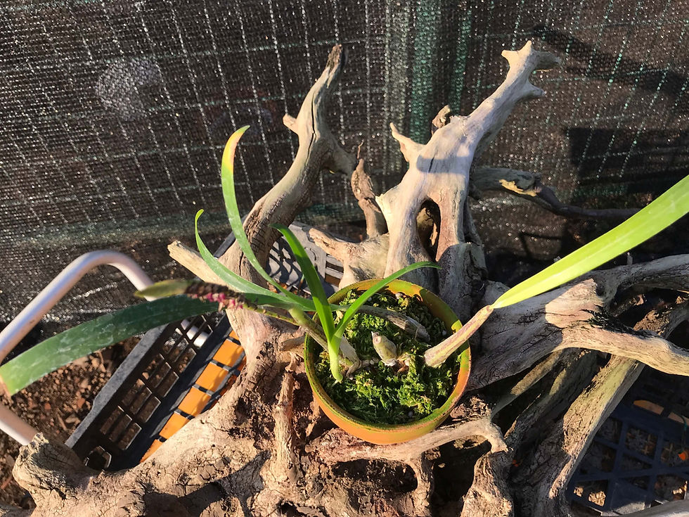 サムネイル： Bulbophyllum cochleatum var. bequaertii