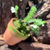 サムネイル： Angraecum distichum,洋蘭,洋ラン,洋らん,育て方,種類,販売,通販,花言葉,シンビジウム,の種類写真,山野草,多肉植物,エアープランツ,植物,動物,生物,Orchid,yahoo,facebook,amazon,楽天,Youtub