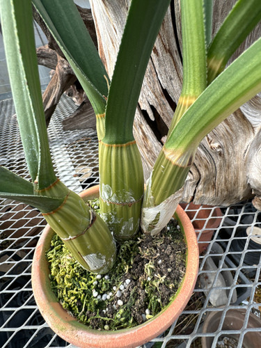 ユーロフィア ペテルシー Eulophia petersii | nakato-orchids